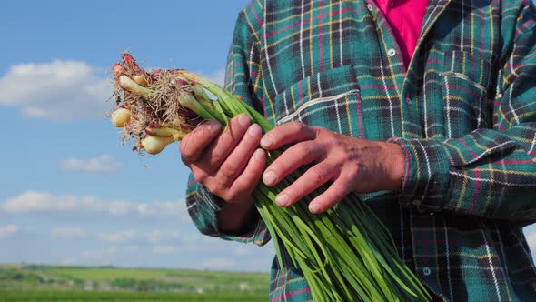 Close Up of a Bunch of Fresh Onions in the Hands of a Farmer