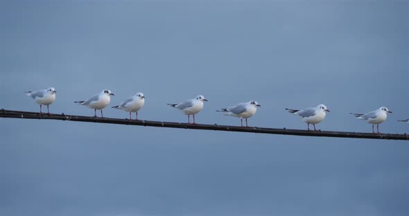 Group of Black-headed gulls. Chroicocephalus ridibundus