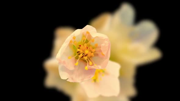 Almond Flower Blossom Time Lapse