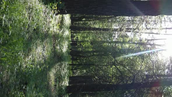 Vertical Video of a Beautiful Green Pine Forest on a Summer Day Slow Motion