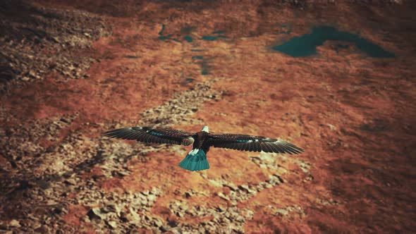 Slow Motion American Bald Eagle in Flight Over Alaskan Mountains