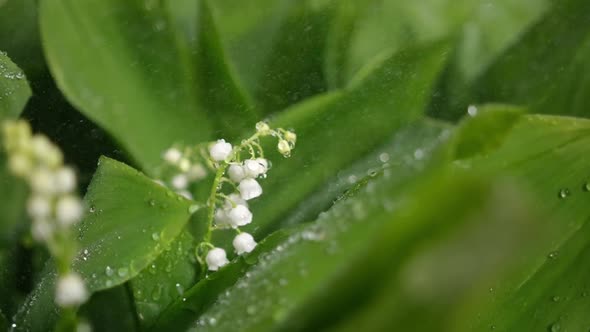 White Lily of the Valley Flowers and Young Green Leaves on a Rainy Sunny Spring Day