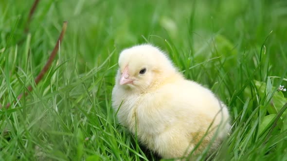 A Little Yellow Chicken Sits on the Grass and Watches