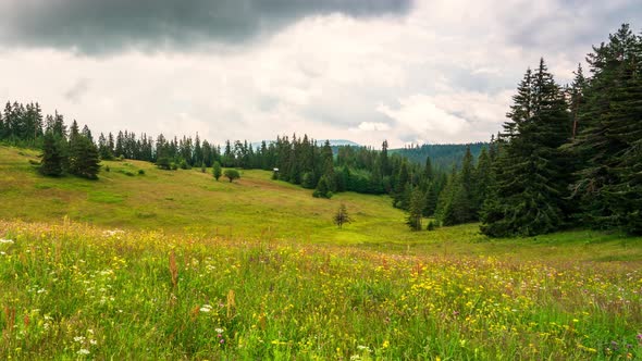 Picturesque summer meadow, surrounded by coniferous trees