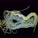 Worm Polychaeta under a microscope. Family Cirratulidae - VideoHive Item for Sale