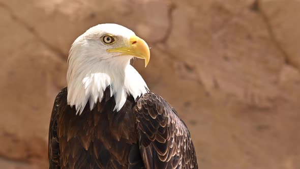 Close Up on the Face of a Bald Eagle in Natural Environment.