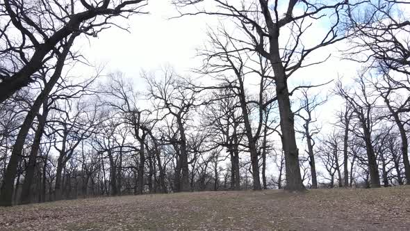 Forest with Trees Without Leaves During the Day