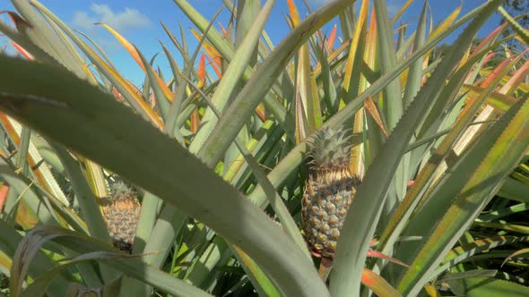 View of pineapple plants farm in summer season against blue sky, Mauritius Island