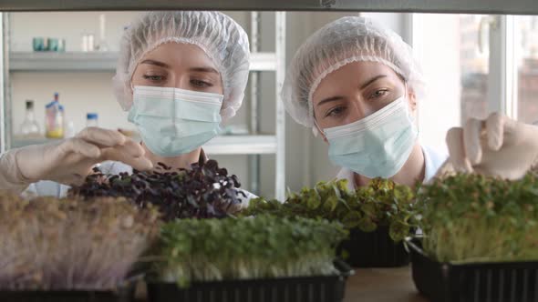 Two Female Biologists Examining Young Plants in Laboratory