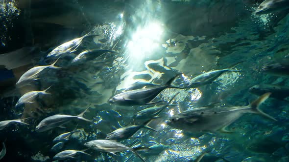 Flock Of Tuna Fish Swim Quickly Under Water In Aquarium