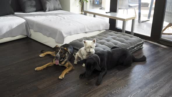 Three different dogs lying below sofa in modern apartment, two get up.