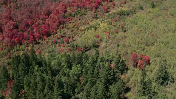 Aerial view of Fall color over forest