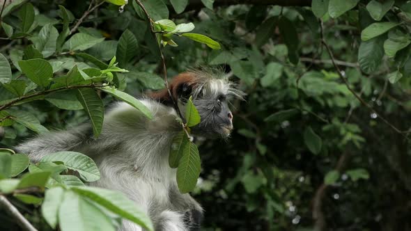 A monkey sits in tree in tanzania zanzibar africa. He looks around in the forest.