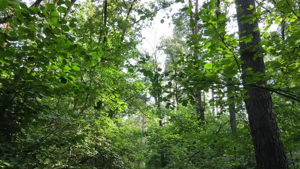 Green Forest with Trees By Day