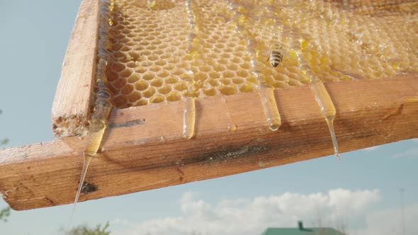 Thick Golden Honey Flows Down and Spills Over Frame with Honeycombs