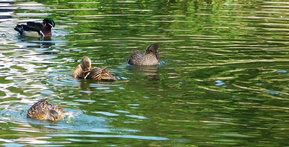 Ducks on the Green Lake