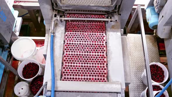 Modern conveyor on berry factory. Close up view of berries factory production equipment