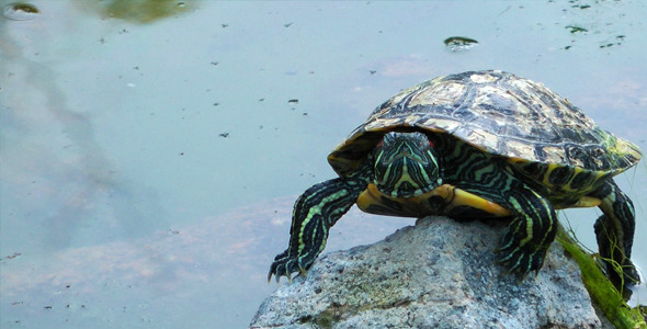 Turtle and Lake