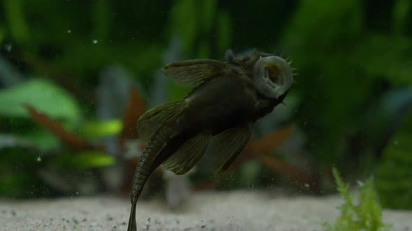 Close up of sucker fish cleaning glass of aquarium. Hypostomus plecostomus in Fish Tank.