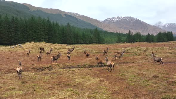 Red Deer Stag Herd in Scotland