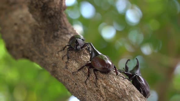 Close Up Of Siamese Rhinoceros Beetle Or Fighting Beetle On The Tree