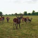 Deer Wild Animal Horse Nature Wildlife Green Roe Crowd Run - VideoHive Item for Sale