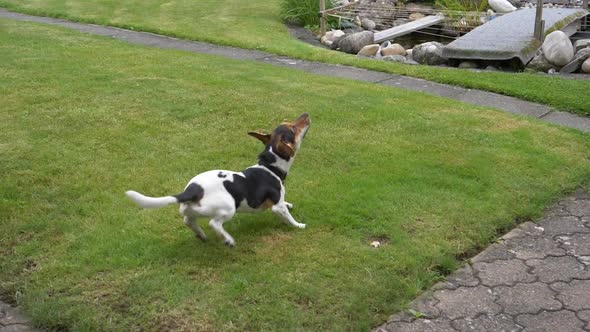 Slow motion shot of concentrate terrier dog run and fetches ball from air in garden