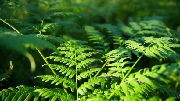 Green Fern Branch in a Beautiful Summer Sunny Forest