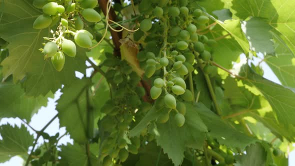 Clustersc of  wine grapes on the vine green  fruit background 4K 2160p 30fps UltraHD footage - Vitis