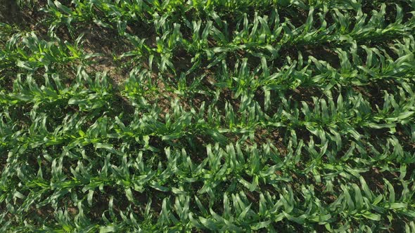 Young green maize sprouts, shoots, swaying in wind in Morning Sunrise, on cornfield