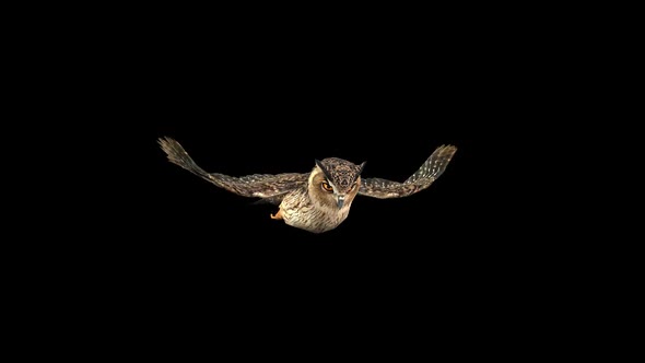 Owl Fly 2