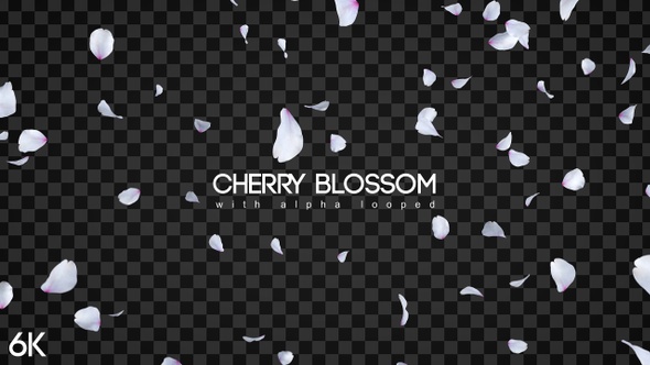 Cherry Blossom 6K