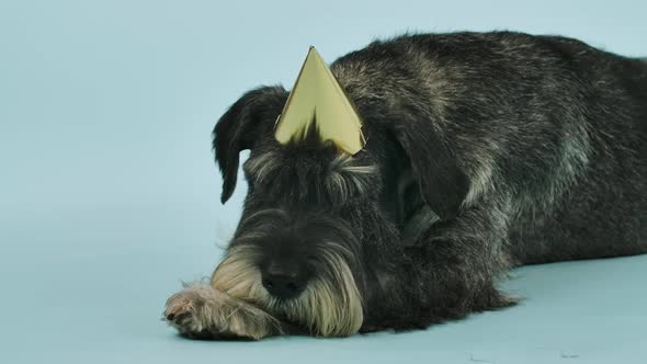 Mittelschnauzer in a Festive Cap Lies in the Studio Against a Bluish Background