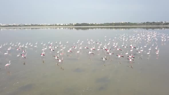 Aerial Low Shot Of Flamingos Flock Together In Salt Lake, Larnaca City, Cyprus