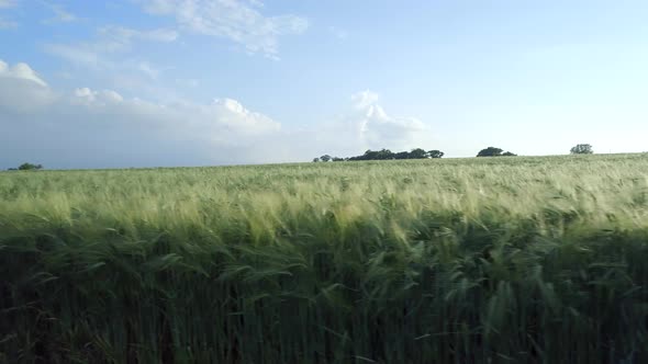 Farm Field of Young Green Barley in the Summer 