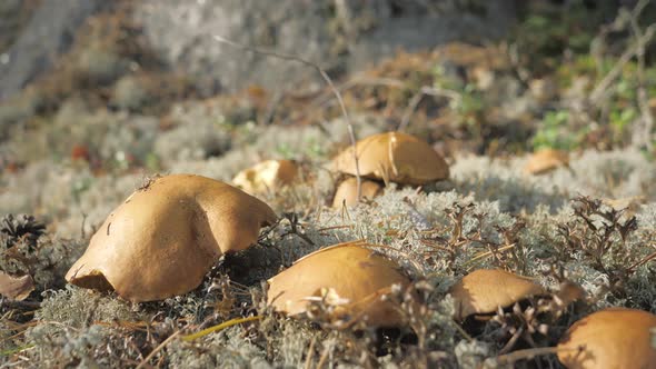 Some of the Brown Mushrooms on the Ground in Espoo Finland