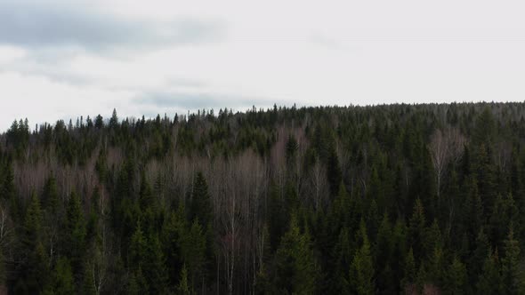 Aerial View of the Autumn Forest