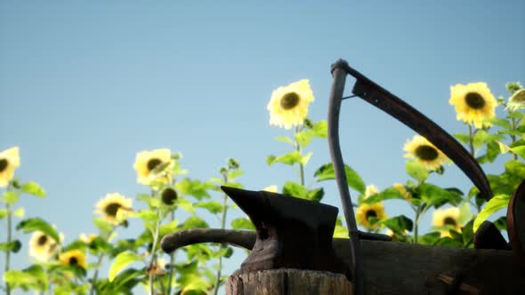 Old Vintage Style Scythe and Sunflower Field