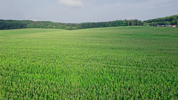 Drone Flies Over Green Agriculture Corn Field