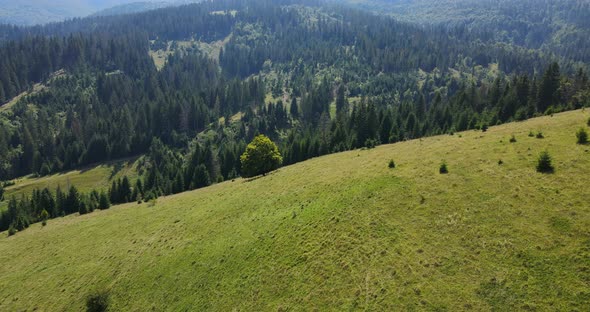 Dense Spruce Forests On Top Of The Mountain