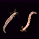 Worm Proceraea Sp. Under a Microscope, the Syllidae Family, the Polychaeta Class, Was Found in the - VideoHive Item for Sale