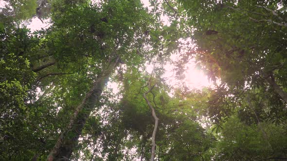 Bottom up view of lush green foliage of tree with sunlight. Rotate, looking up through the forest