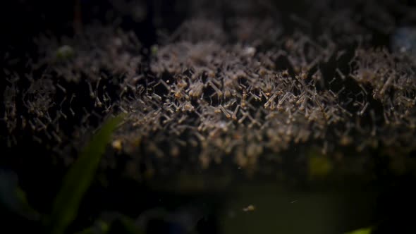 Mosquito larvae on the water surface
