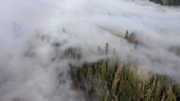 Cloud and forest aerial view