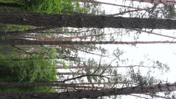 Vertical Video of a Beautiful Green Pine Forest on a Summer Day Slow Motion