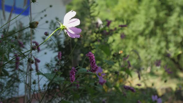 Purple Flower Waved By Light Wind Under Bright Sunlight