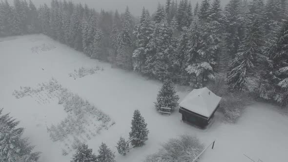 snow-capped mountains, snow-covered forests