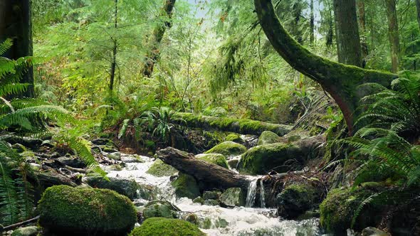 Scenic Forest River