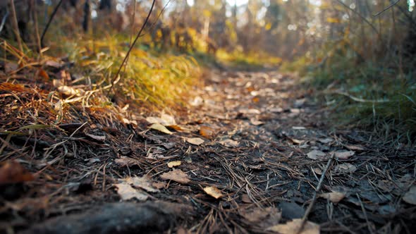 Forest Path Strewn with Leaves