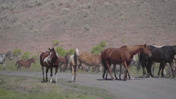 Wild Horses 